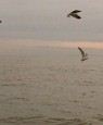 Amadeus (Swell Consopio)